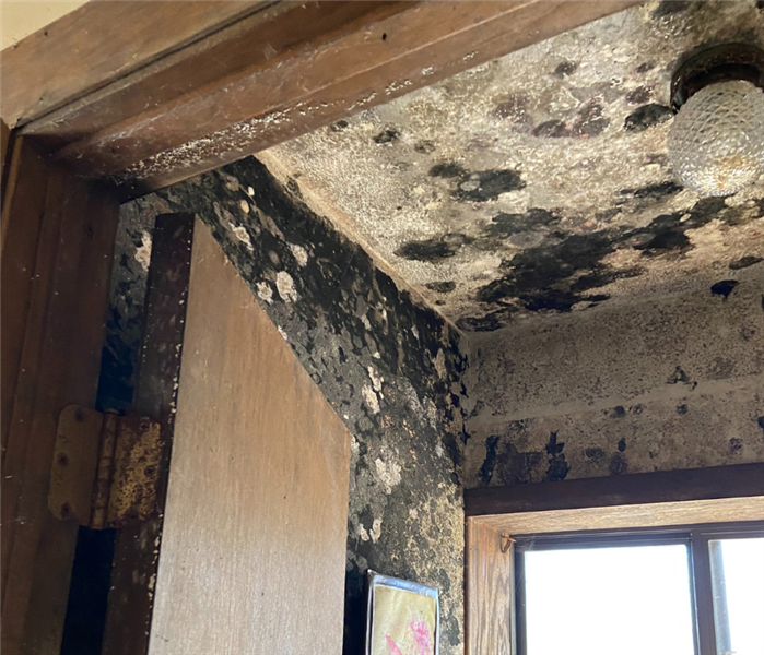 Mold removal near me in Old Saybrook, CT.